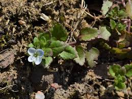 Attēlu rezultāti vaicājumam “Veronica agrestis leaf”