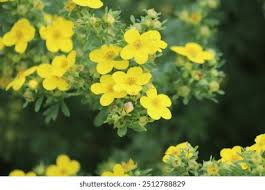 Attēlu rezultāti vaicājumam “Pentaphylloides fruticosa flower”