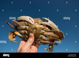 Image result for Metacarcinus magister