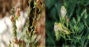 Attēlu rezultāti vaicājumam “Linaria loeselii flower”