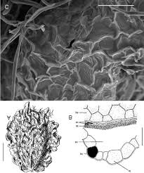 Attēlu rezultāti vaicājumam “Corispermum hyssopifolium fruit”