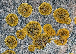 Attēlu rezultāti vaicājumam “Caloplaca scopularis”