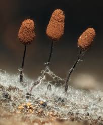 Attēlu rezultāti vaicājumam “Comatricha laxa macro”