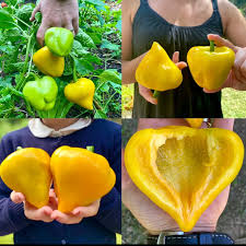 Afbeeldingsresultaat voor baby yellow sweet pepper