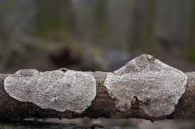 Attēlu rezultāti vaicājumam “Datronia mollis”