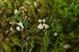 Attēlu rezultāti vaicājumam “Lindbladia tubulina spores”