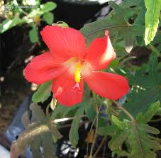 Image result for Abelmoschus moschatus