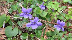 Attēlu rezultāti vaicājumam “Viola riviniana flower”