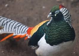 Image result for Chrysolophus amherstiae