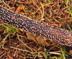 Attēlu rezultāti vaicājumam “Nectria cinnabarina”