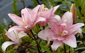 Image result for Lilium martagon `Manitoba Fox`