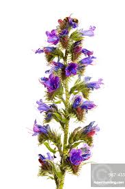Attēlu rezultāti vaicājumam “Echium vulgare flower”
