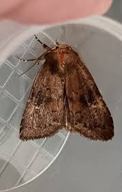 Attēlu rezultāti vaicājumam “Rusina ferruginea male”