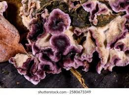 Attēlu rezultāti vaicājumam “Chondrostereum purpureum”