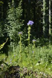 Attēlu rezultāti vaicājumam “Campanula cervicaria bud”