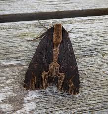 Attēlu rezultāti vaicājumam “Dypterygia scabriuscula”