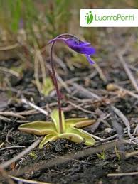 Attēlu rezultāti vaicājumam “Pinguicula vulgaris fruit”