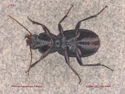 Attēlu rezultāti vaicājumam “Pterostichus sp.”