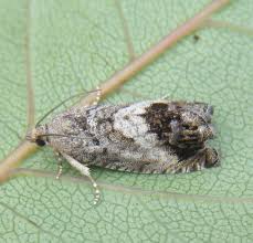 Attēlu rezultāti vaicājumam “Cydia splendana”