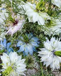 Image result for Nigella damascena
