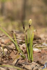 Attēlu rezultāti vaicājumam “Carex pilosa”