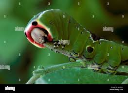 Attēlu rezultāti vaicājumam “Cerura vinula larva”