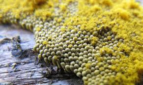 Attēlu rezultāti vaicājumam “Trichia ambigua spores”