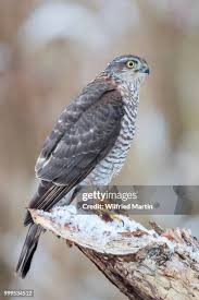 Attēlu rezultāti vaicājumam “Accipiter nisus female”