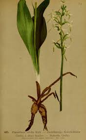 Attēlu rezultāti vaicājumam “Platanthera bifolia”