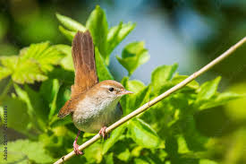 Image result for Cettia cetti