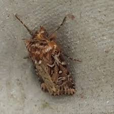 Attēlu rezultāti vaicājumam “Lycophotia porphyrea”