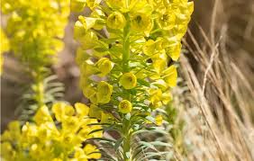 Attēlu rezultāti vaicājumam “Euphorbia palustris flower”