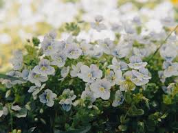 Attēlu rezultāti vaicājumam “Veronica filiformis”