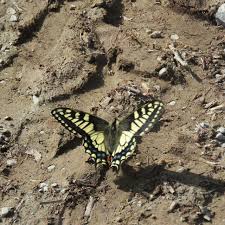 Attēlu rezultāti vaicājumam “Papilio machaon upperside”