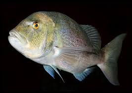 Image result for Dentex dentex