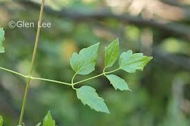 Attēlu rezultāti vaicājumam “Clematis leaf”
