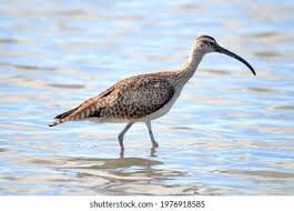 Image result for Numenius hudsonicus