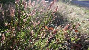 Attēlu rezultāti vaicājumam “Calluna vulgaris leaf”