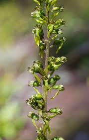Attēlu rezultāti vaicājumam “Listera ovata flower”