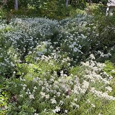 Attēlu rezultāti vaicājumam “Anaphalis margaritacea flower”