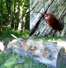 Attēlu rezultāti vaicājumam “Pseudocistela ceramboides”