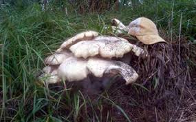 Image result for macrocybe titans