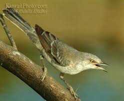 Attēlu rezultāti vaicājumam “Sylvia nisoria adult”
