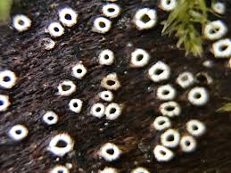 Attēlu rezultāti vaicājumam “Stictis”