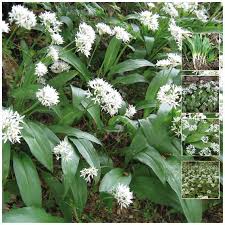 Attēlu rezultāti vaicājumam “Allium ursinum leaf”