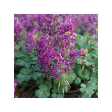 Attēlu rezultāti vaicājumam “Corydalis solida flower”