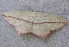 Attēlu rezultāti vaicājumam “Timandra comae”