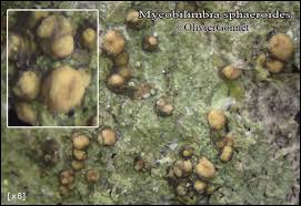 Attēlu rezultāti vaicājumam “Biatora sphaeroides”