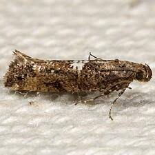 Attēlu rezultāti vaicājumam “Acrolepiopsis assectella”