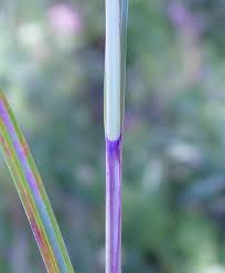 Attēlu rezultāti vaicājumam “Carex appropinquata leaf”